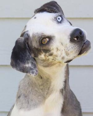 catahoula leopard dog