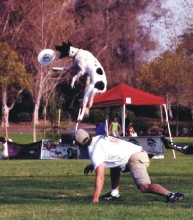 frisbee dog competitions