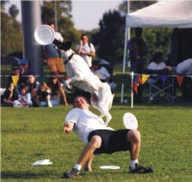 frisbee dog