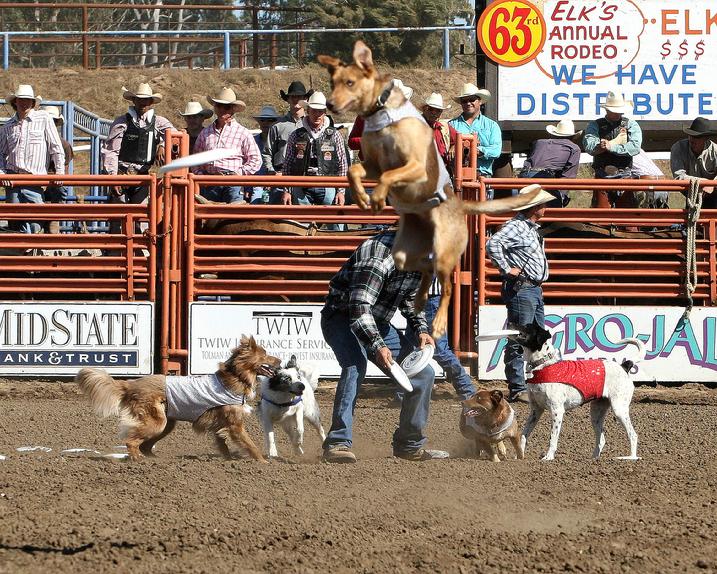 santa maria elks rodeo